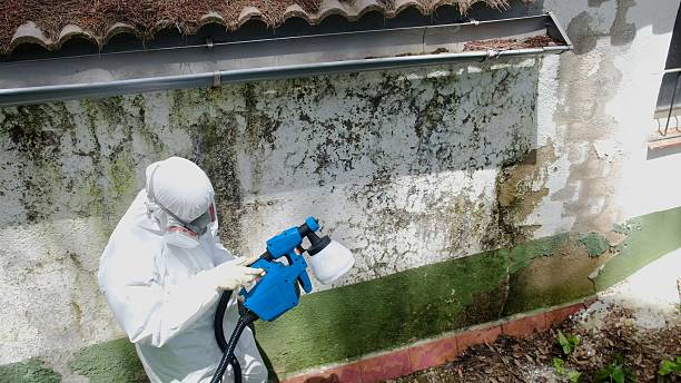 Top rated local Commercial Mold Remediation specialists in Fork, MD